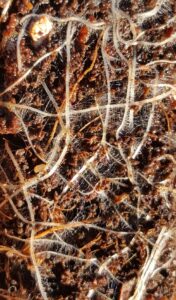Dense root hairs on a wombok seedling grown in in a worm cast mix