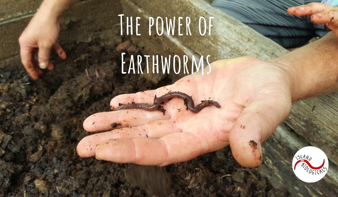 The power of Earthworms