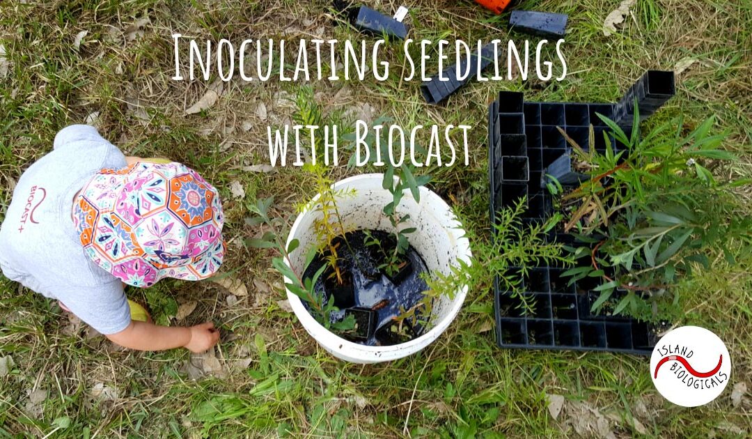 Inoculating seedlings with Biocast