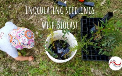 Inoculating seedlings with Biocast