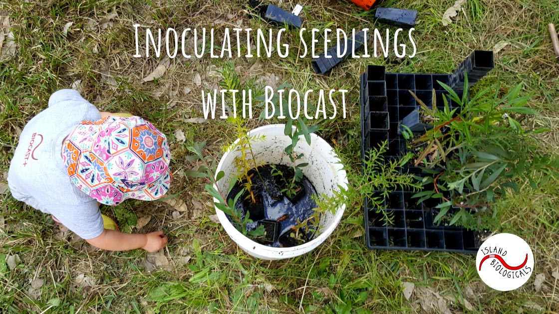 Inoculating seedlings with Biocast