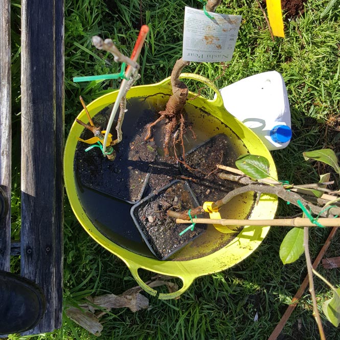 Soaking-fruit-trees Inoculating fruit trees with Biocast