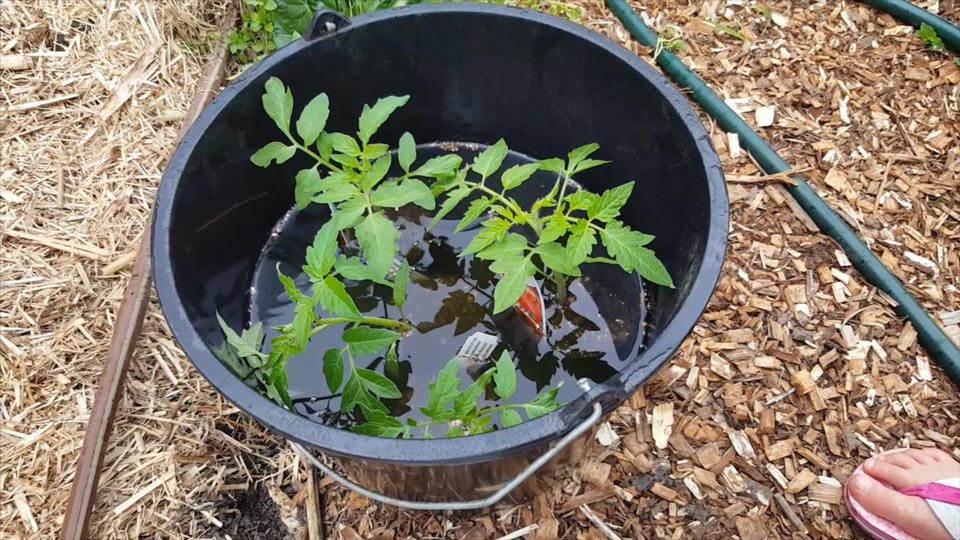 Tomato seedlings inoculating in Biocast