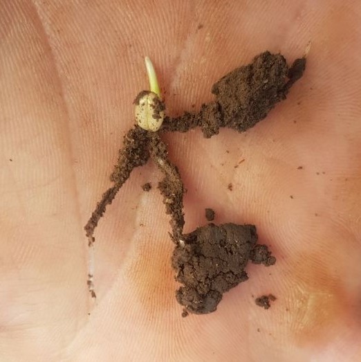Excellent root development on seed inoculated with Biocast