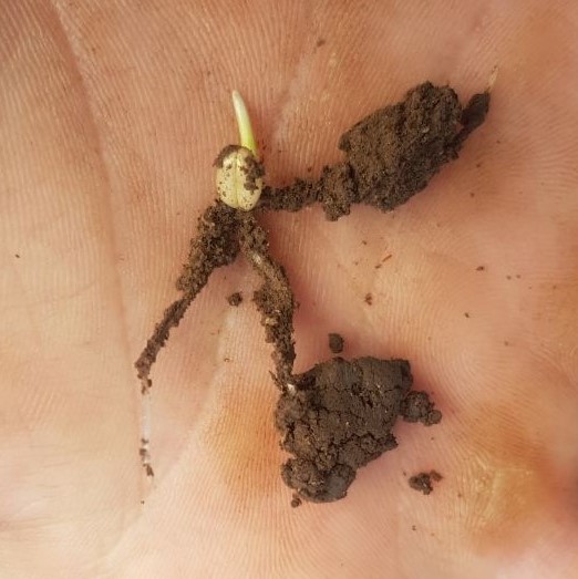 Biocast inoculated seed Excellent root development on seed inoculated with Biocast