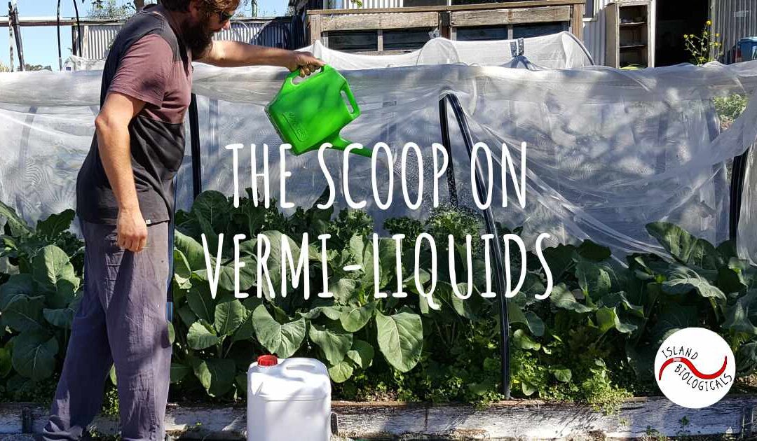 The scoop on vermi-liquids