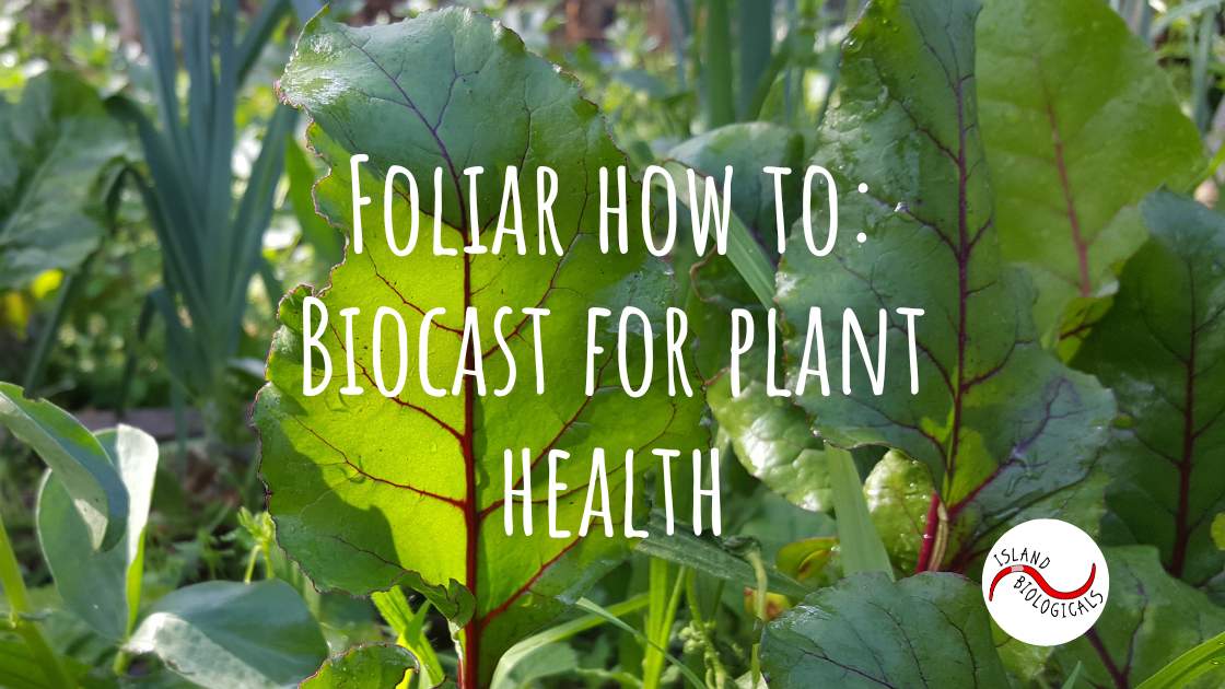 Foliar Biocast for plant health Foliar how to: Biocast for plant health