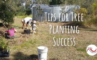 Tips for tree planting success