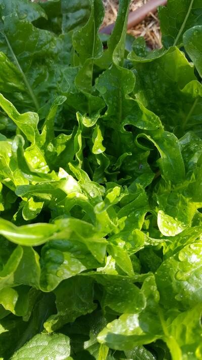 small 20190826_092658 Healthy lettuce grown with Biocast