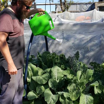 square 20170813_113516 small Applying Biocast with a watering can