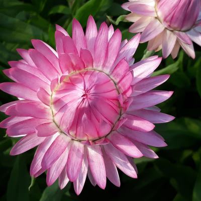 square 20180727_093929 small Native paper daisy grown with Biocast