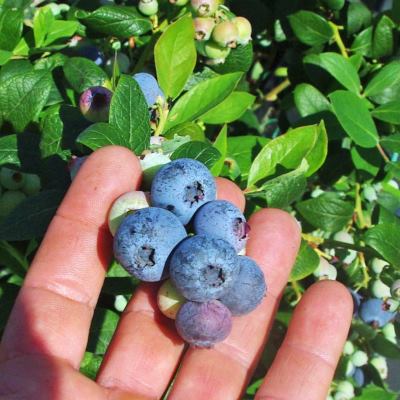 square Blueberries small Aus Eco Solutions tree planting site for Koalas in Care